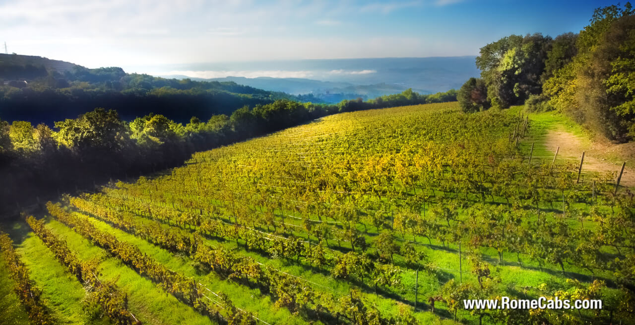Orvieto Wine Tasting Tour from Civitavecchia
